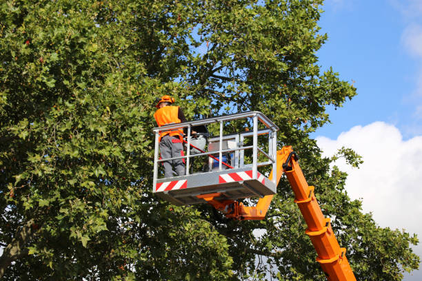 Best Hedge Trimming  in Hidden Valley, IN