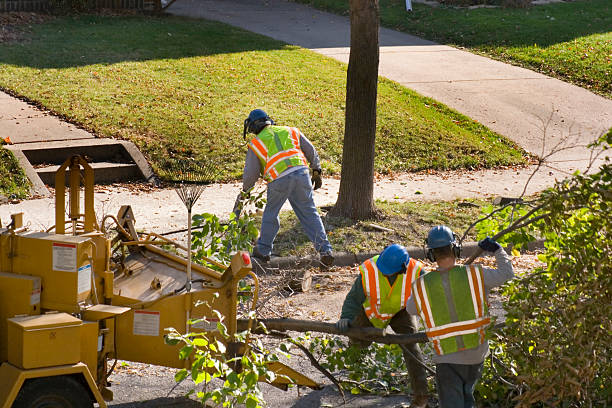 Best Root Management and Removal  in Hidden Valley, IN